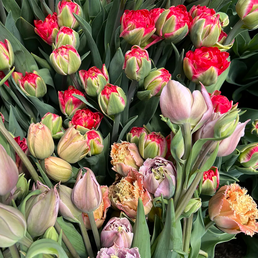 Abonnement de printemps